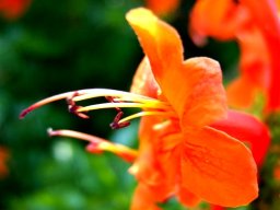 Tecomaria capensis flower