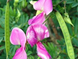 Tephrosia grandiflora