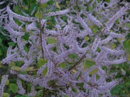 Tetradenia riparia male flowers
