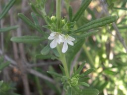 Teucrium africanum