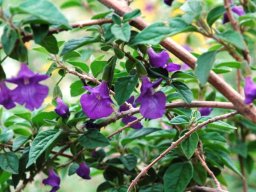 Tinnea barbata flowers