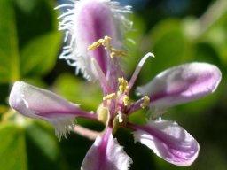 Triaspis glaucophylla flower