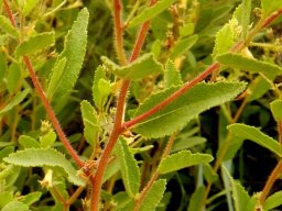 Triumfetta sonderi leaves