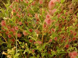 Triumfetta sonderi bristly fruit