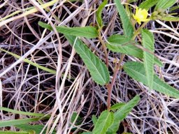 Waltheria indica 