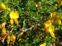 Wiborgiella leipoldtiana flowers