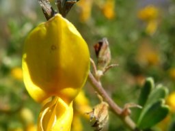 Wiborgiella leipoldtiana bright flower, dark bud
