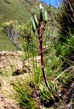 Aristaloe aristata bearing fruit