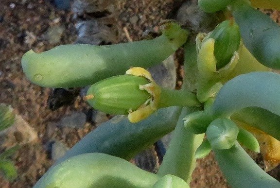 Augea capensis sepals