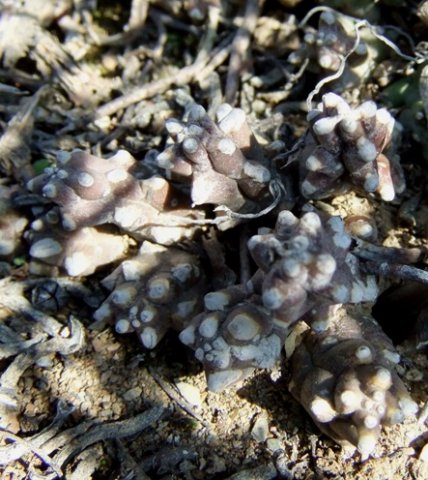 Duvalia caespitosa