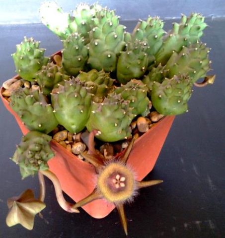Duvalia corderoyi