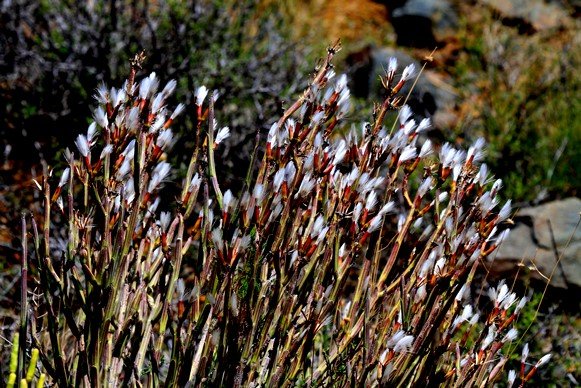 Kleinia longiflora