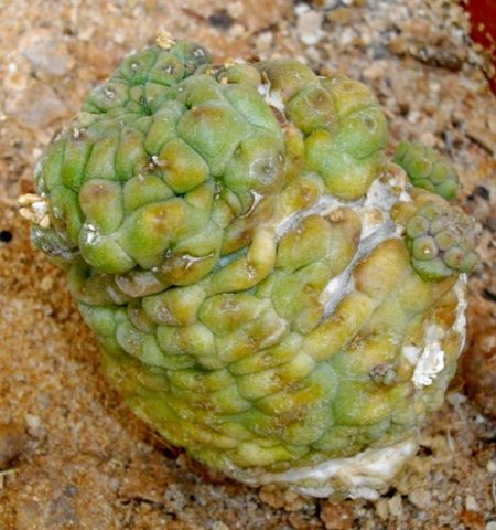 Larryleachia cactiformis