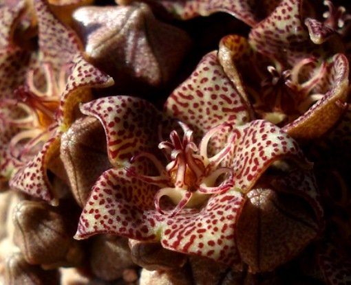 Larryleachia marlothii flower