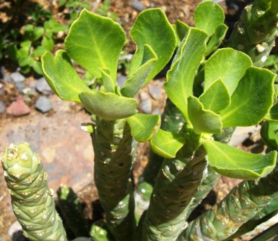 Monadenium lugardiae