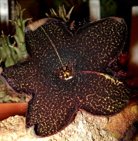 Tridentea gemmiflora flower