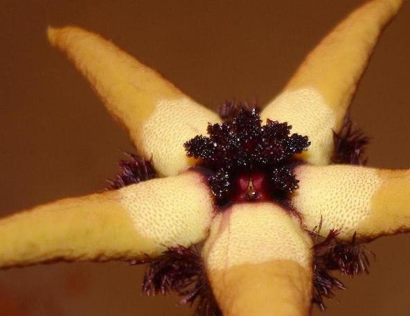 Tromotriche pedunculata subsp. pedunculata flower