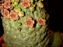 Larryleachia cactiformis flowering