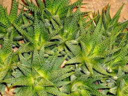 Tulista minima var. minima