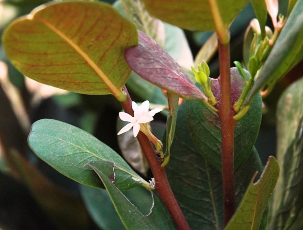 Acokanthera oblongifolia