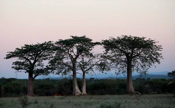 Adansonia digitata young trees