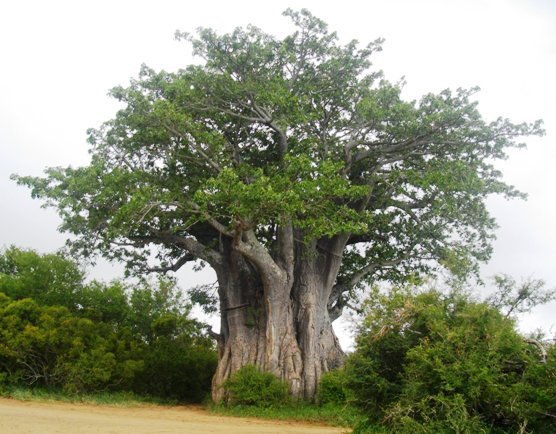 Adansonia digitata summer foliage