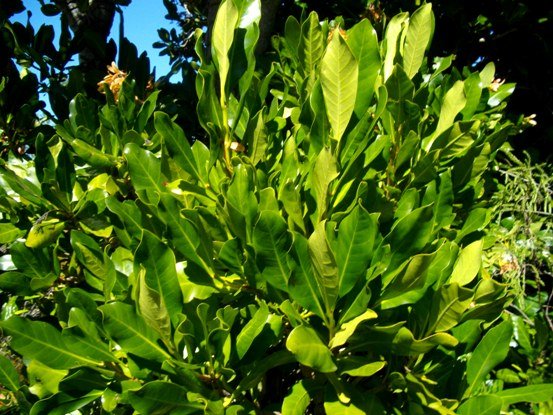 Alberta magna leaves