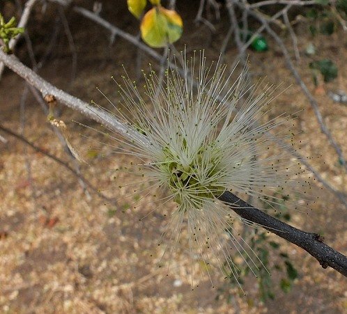 Albizia anthelmintica flowers, mainly stamens