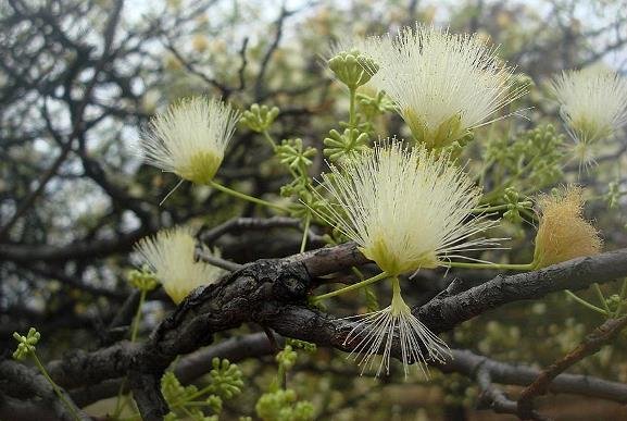 Albizia forbesii flowers