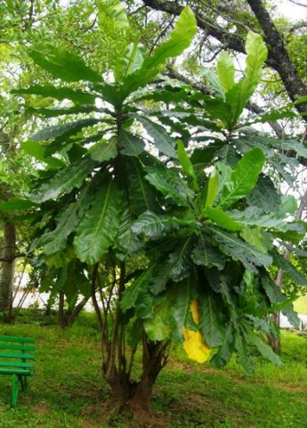 Anthocleista grandiflora