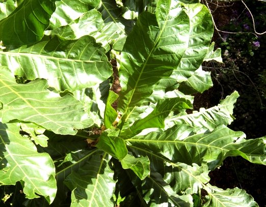 Anthocleista grandiflora leaves