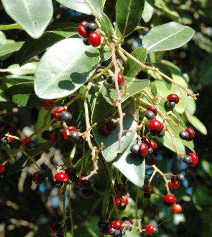 Apodytes dimidiata fruit