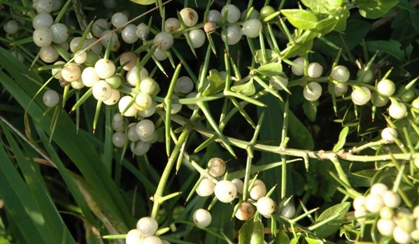 Azima tetracantha berries