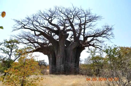Adansonia digitata