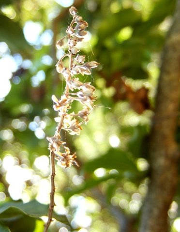 Bersama lucens flowers and cobwebs 