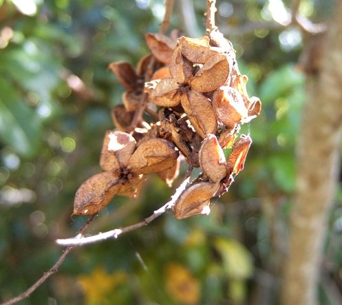 Bersama lucens, the dehisced capsules