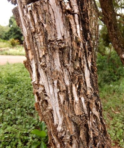 Bolusanthus speciosus bole