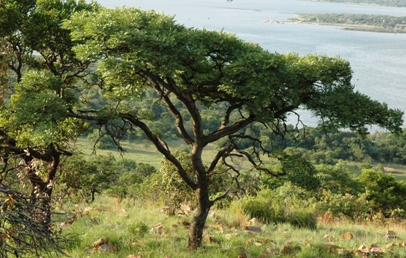 Burkea africana 