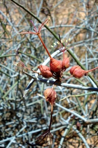 Cadaba aphylla old flowers
