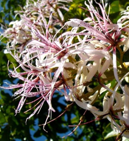 Calodendrum capense flowers