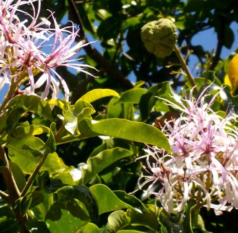 Calodendrum capense
