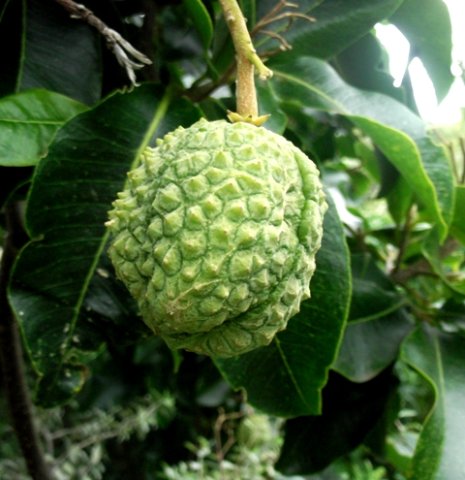 Calodendrum capense fruit