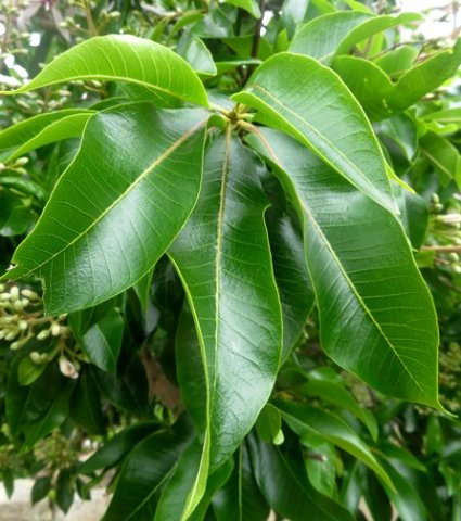 Calodendrum capense leaves