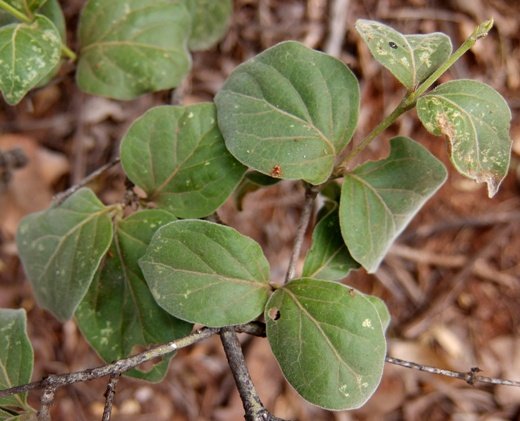 Afrocanthium gilfillanii
