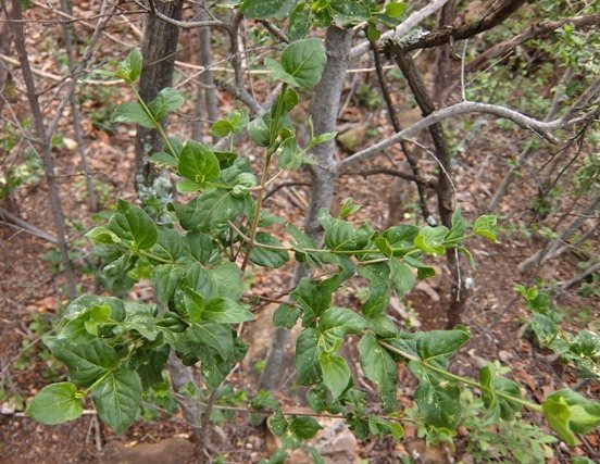Afrocanthium mundianum young stems
