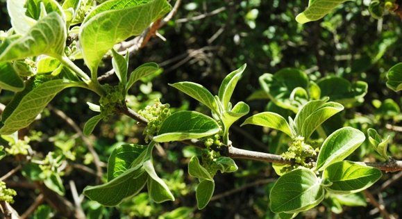 Afrocanthium mundianum