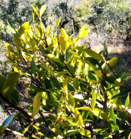 Canthium suberosum
