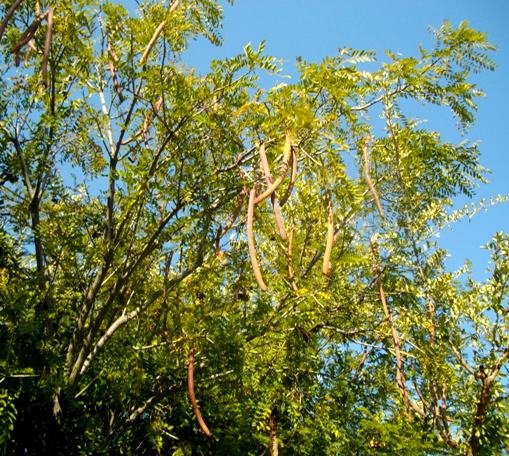 Cassia abbreviata subsp. beareana