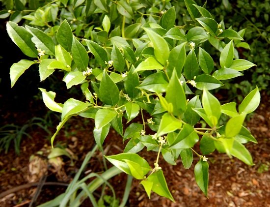 Cassinopsis ilicifolia leaves and flowers
