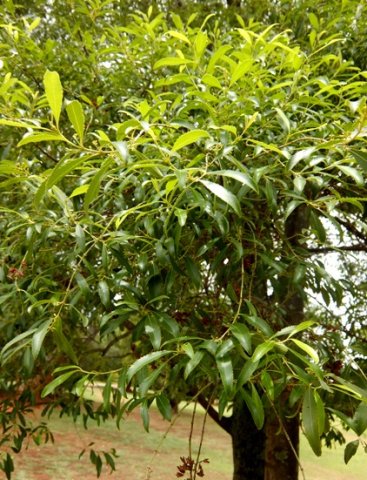 Catha edulis leaves